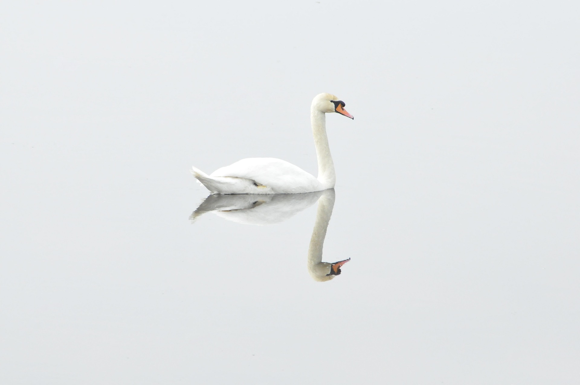 A white swan gliding across perfectly still water on a foggy day, its reflection clear beneath it.