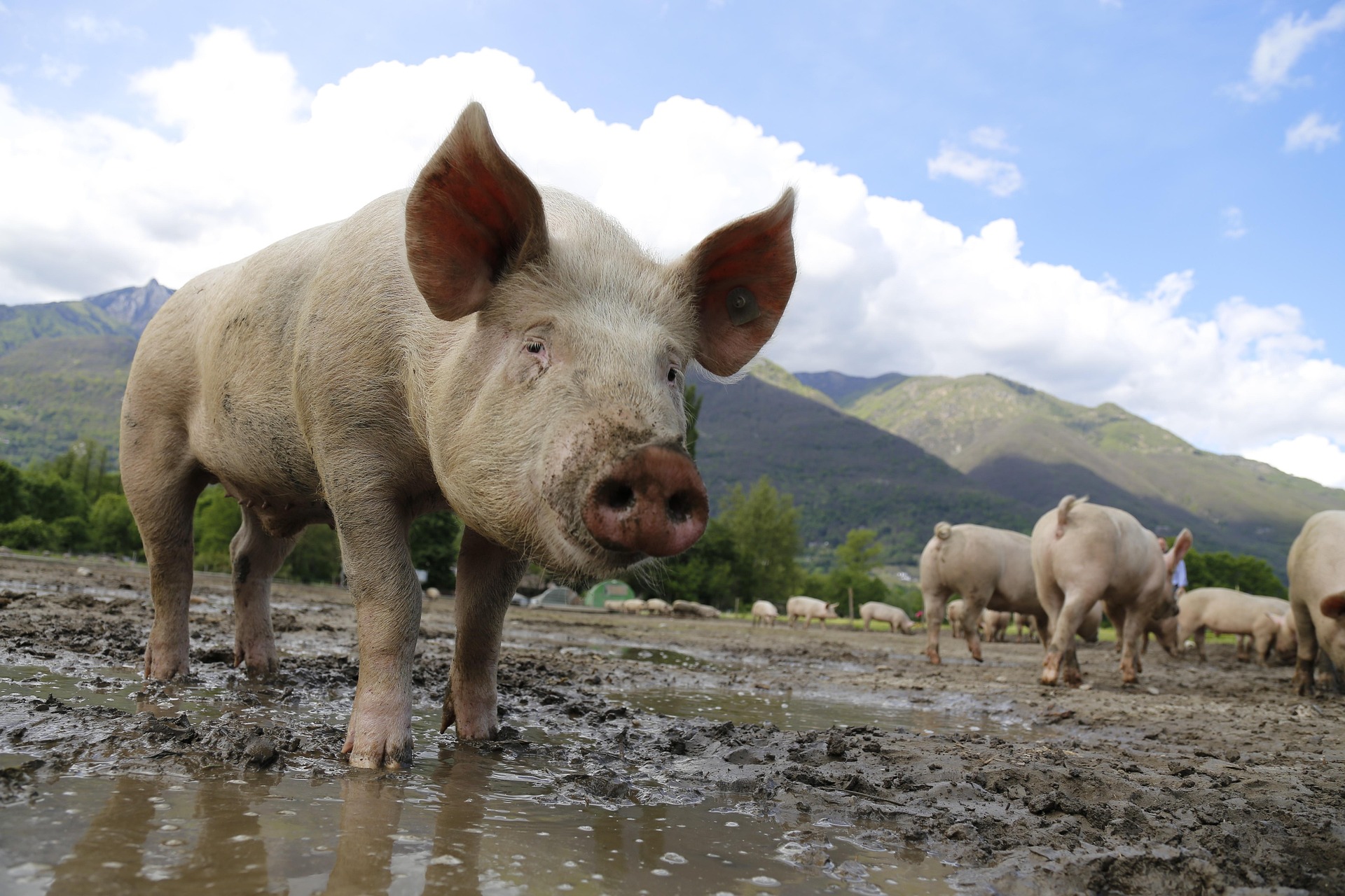 Pigs moving across a dusty foreground; one pig faces an unseen direction. Foothills rise toward faint mountain peaks in a high‑desert landscape.